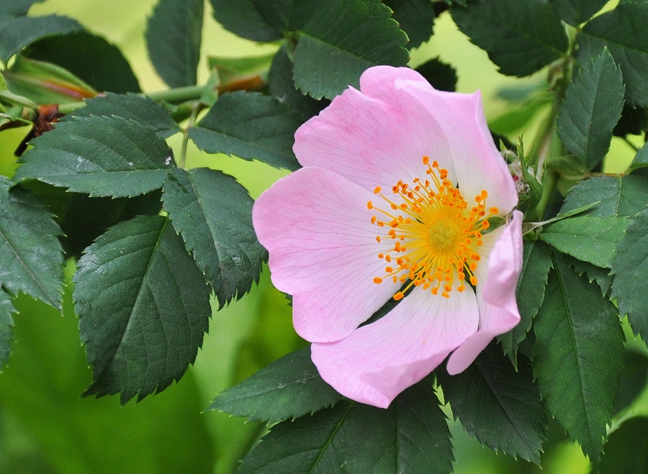 Die Heckenrosen - die wilden - blühen auch in allen Ecken...