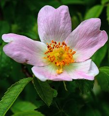 die Heckenrosen (Hundsrosen) blühen