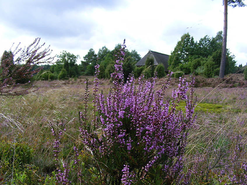 Die Heide...