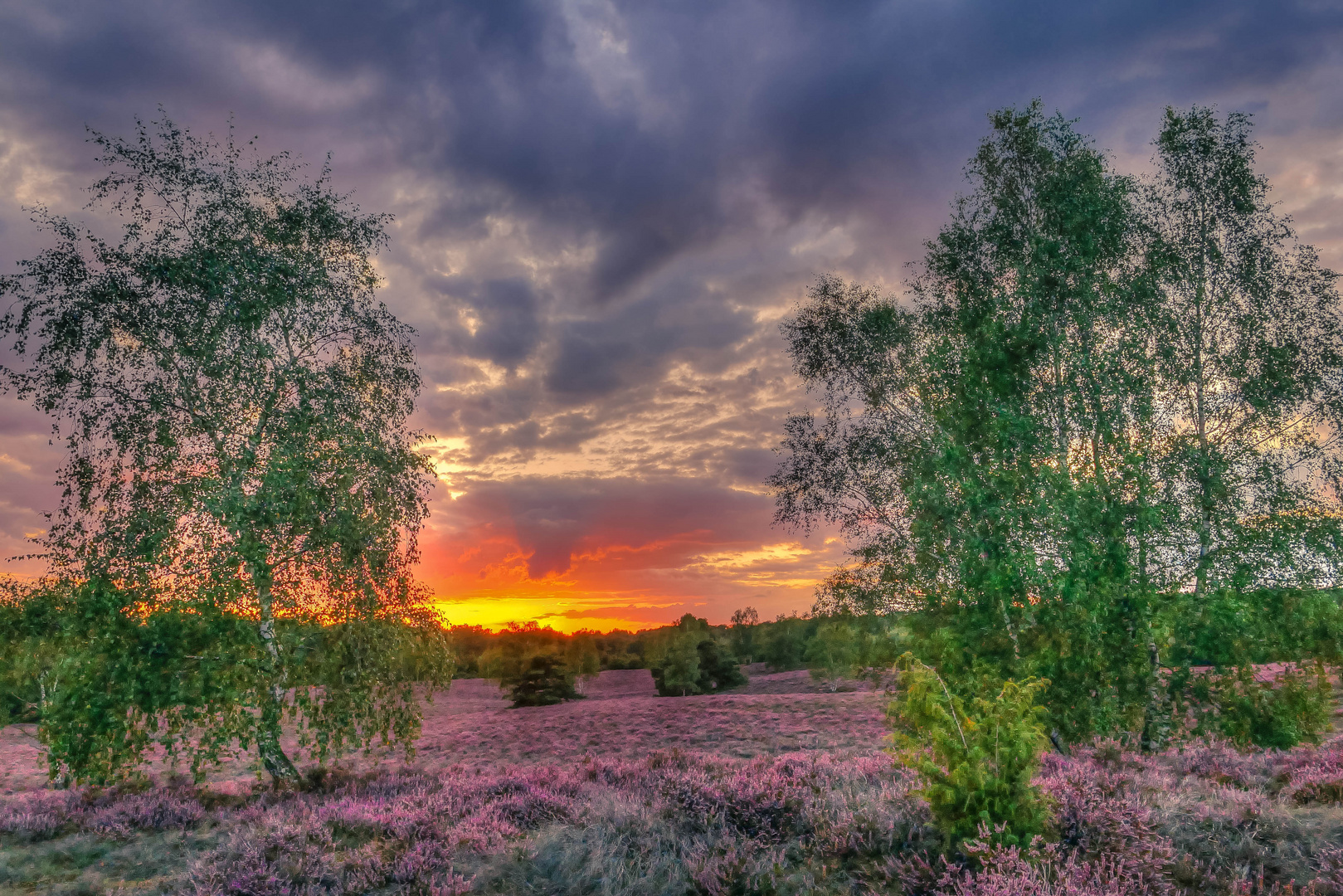 Die Heide am Abend