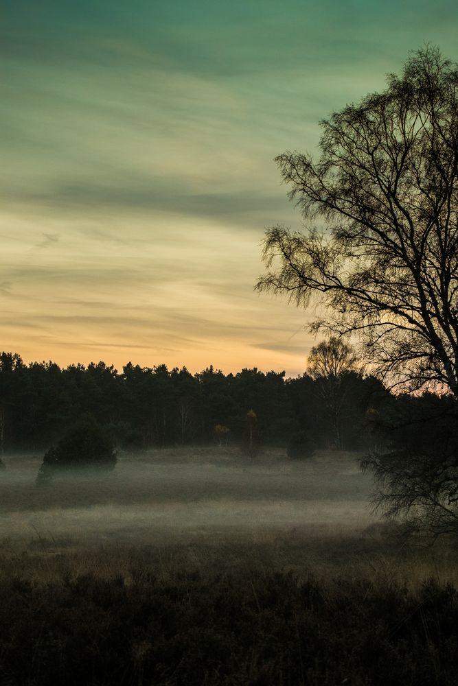 Die Heide am Abend II