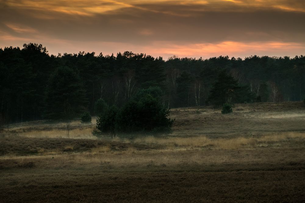 Die Heide am Abend III