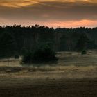 Die Heide am Abend III