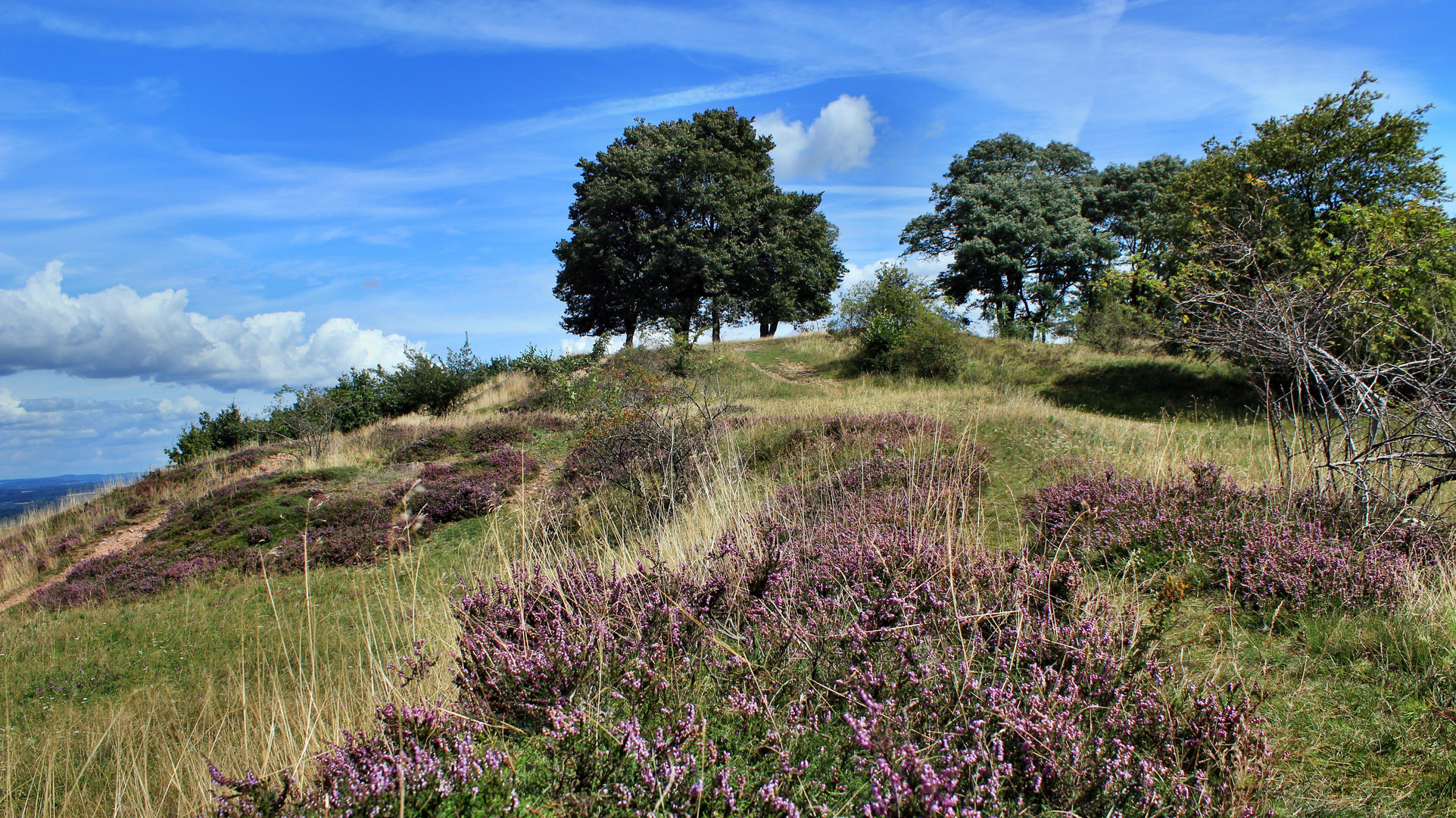 Die Heide auf dem Mensfelder-Kopf blüht