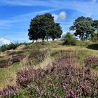 Die Heide auf dem Mensfelder-Kopf blüht