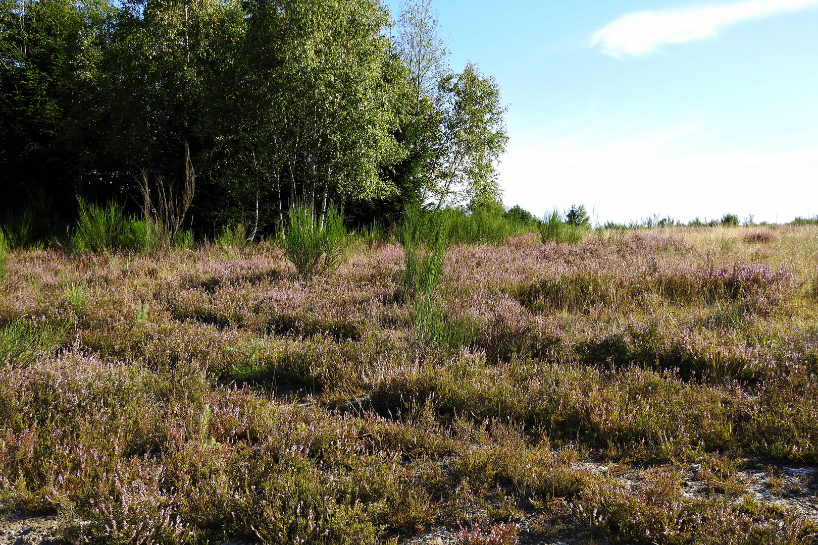 die Heide beginnt zu blühen