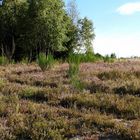 die Heide beginnt zu blühen