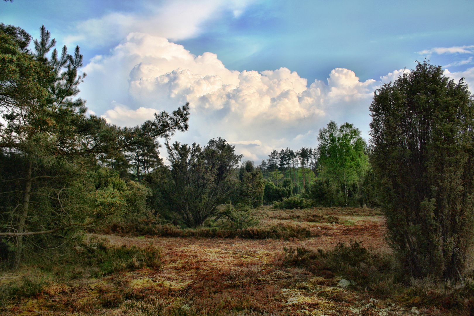 Die Heide bei Amelinghausen