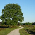 Die Heide bei Hilversum