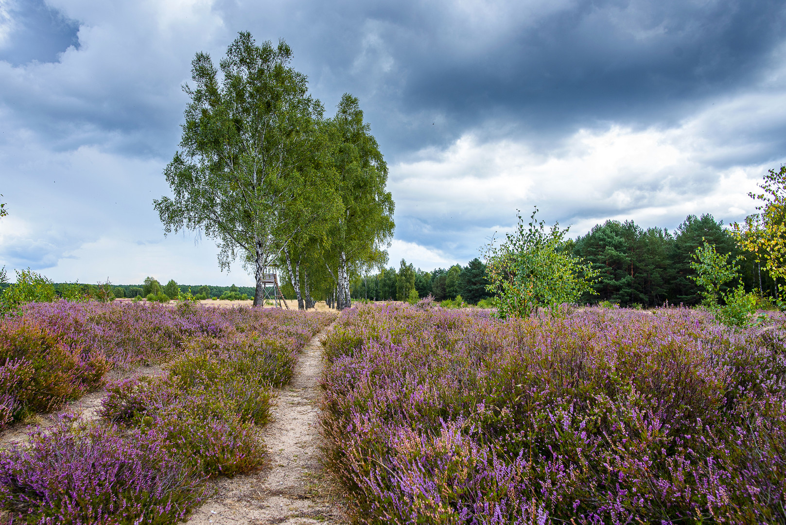 Die Heide bei Retzow