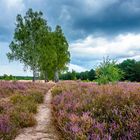 Die Heide bei Retzow