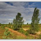 Die Heide bei Syrau