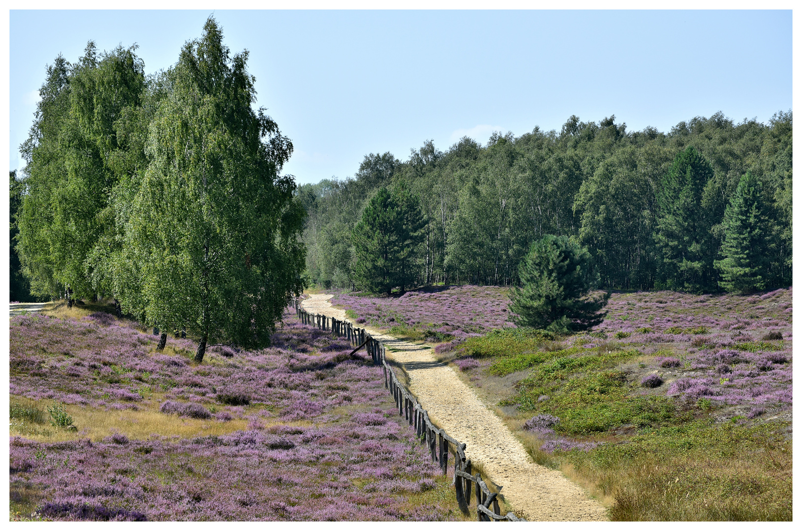 Die Heide blüht