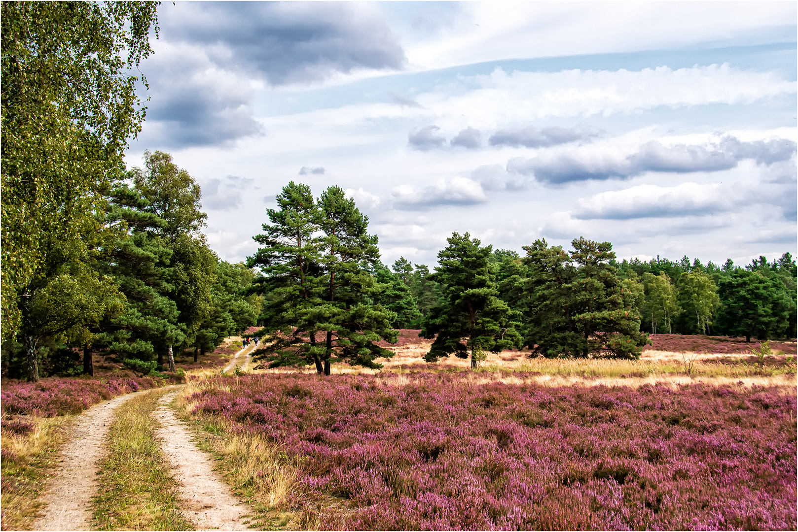 Die Heide blüht