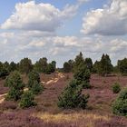 Die Heide blüht