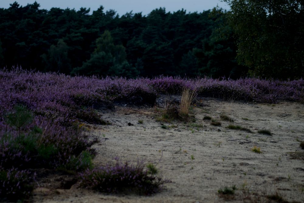 Die Heide blüht 1