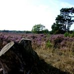 Die Heide blüht