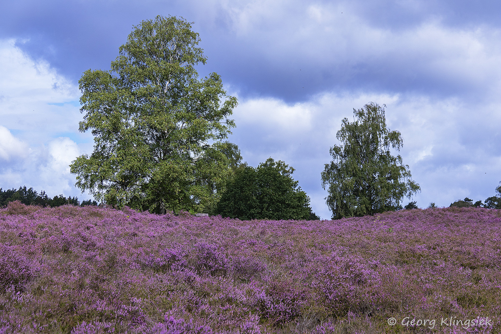 Die Heide blüht 