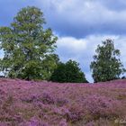 Die Heide blüht 