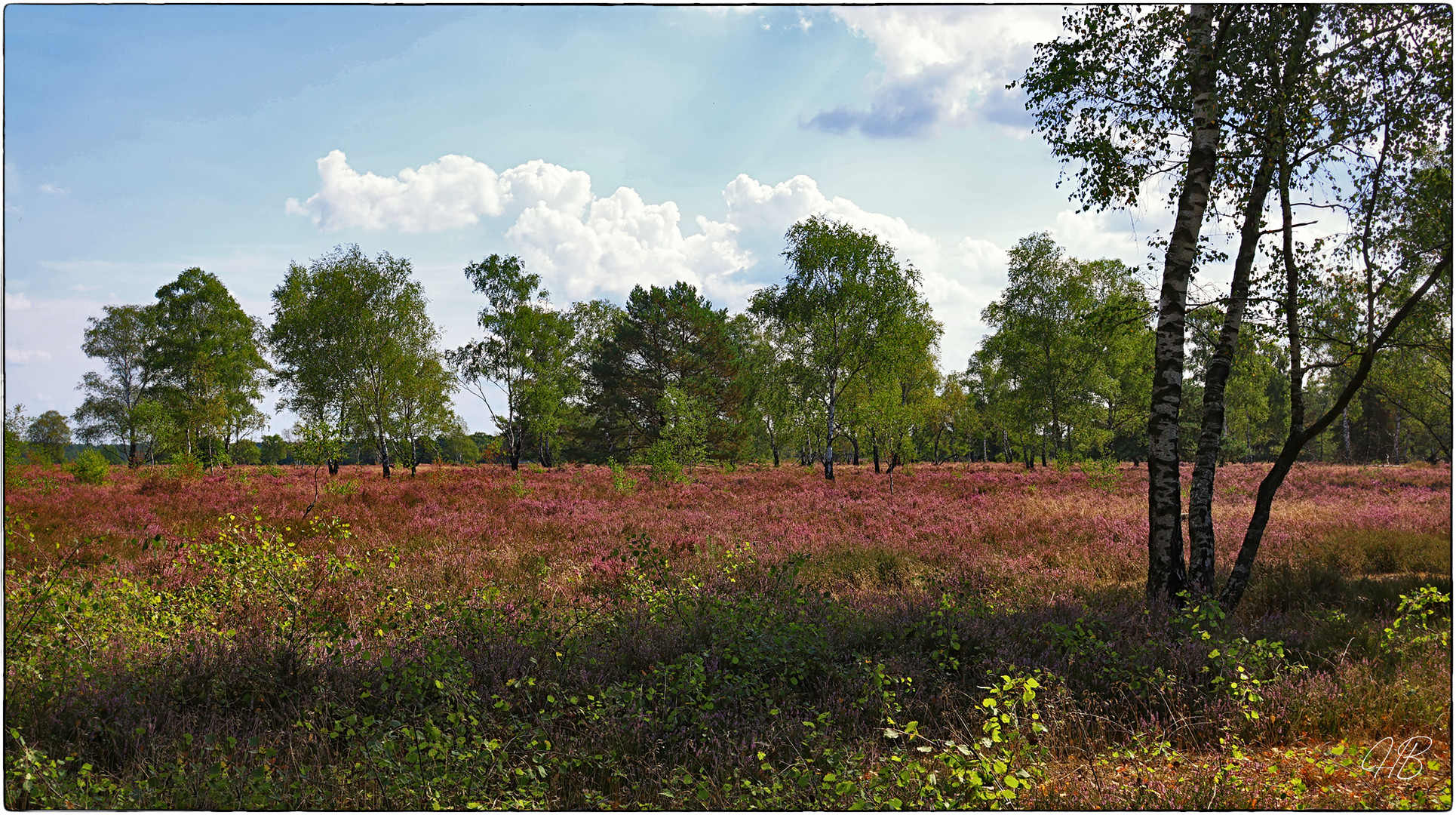 Die Heide blüht !