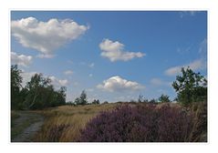 Die Heide blüht