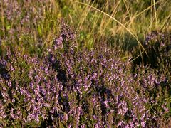 Die Heide blüht