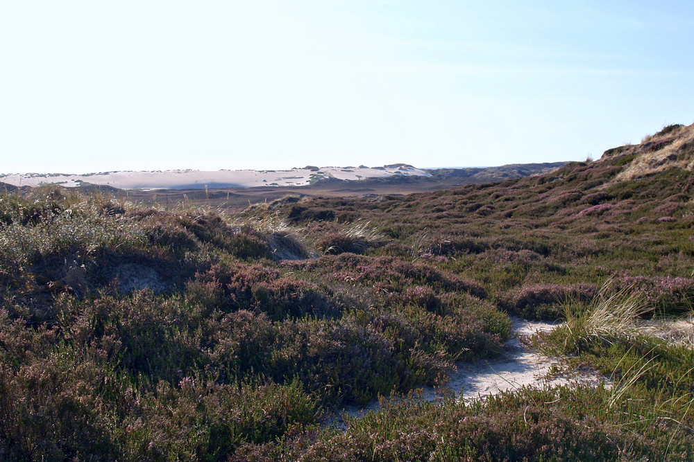 Die Heide blüht (3)