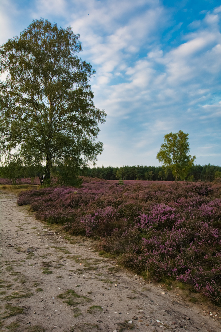 Die Heide blüht