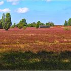 Die Heide blüht !