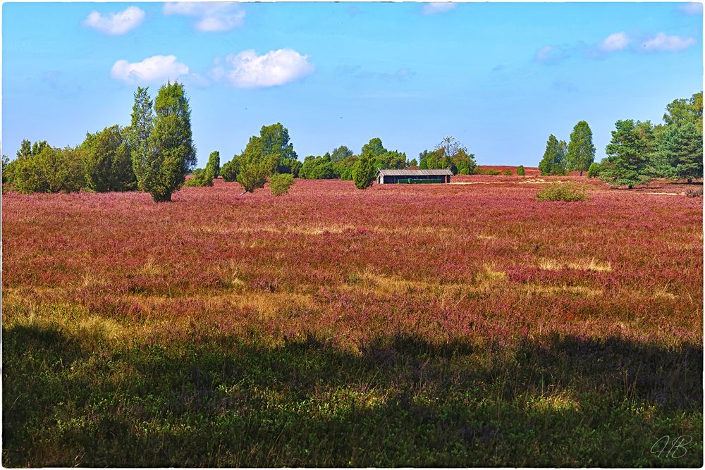 Die Heide blüht !