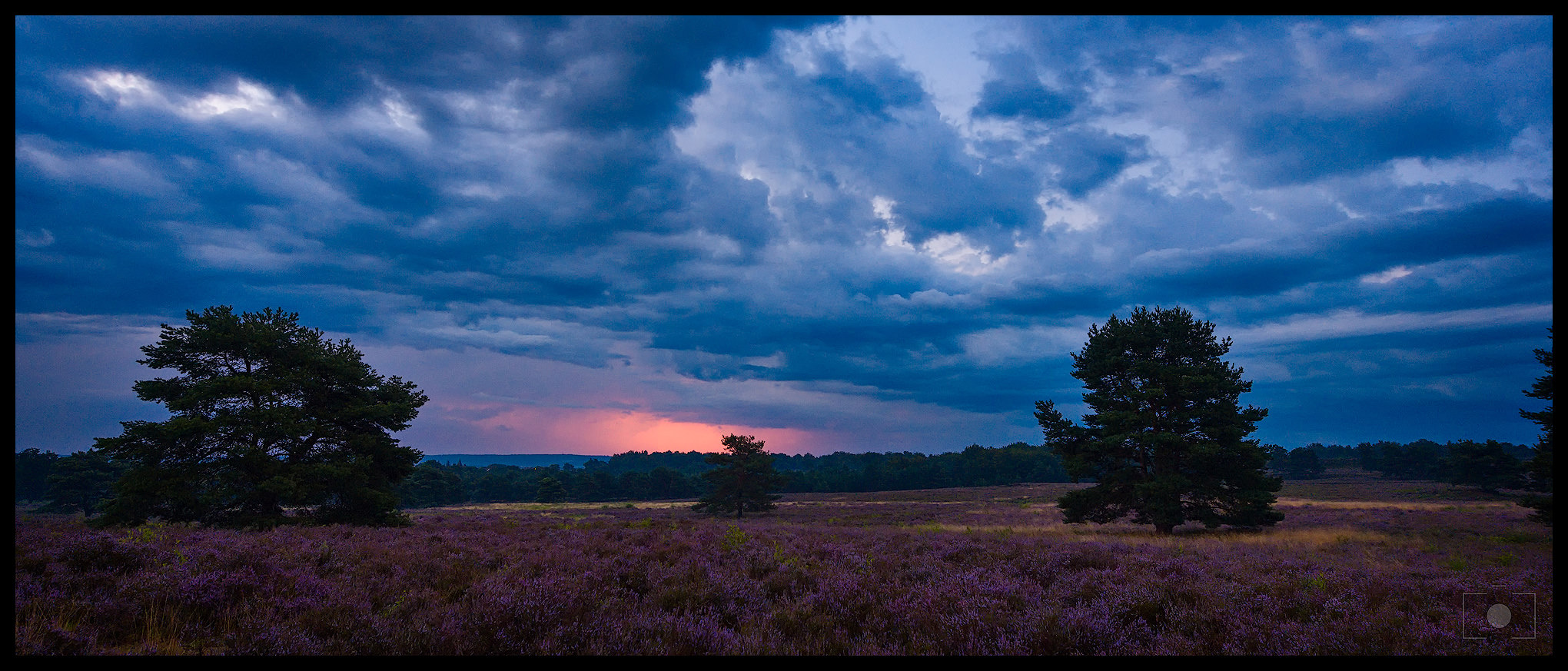 - Die Heide blüht -