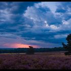 - Die Heide blüht -