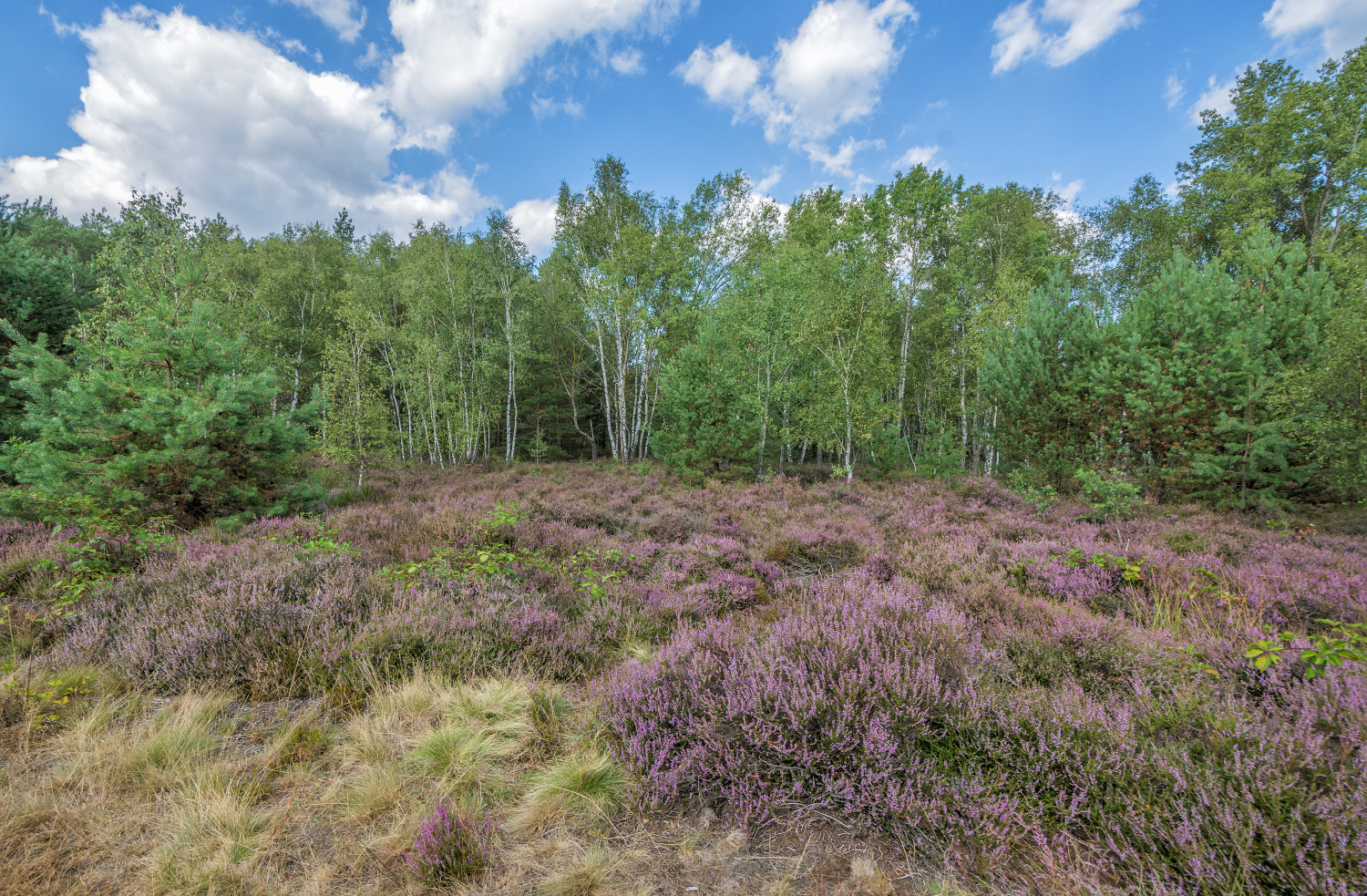 Die Heide blüht