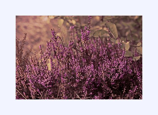 Die Heide blüht...
