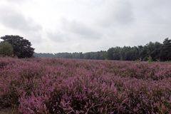 Die Heide blüht