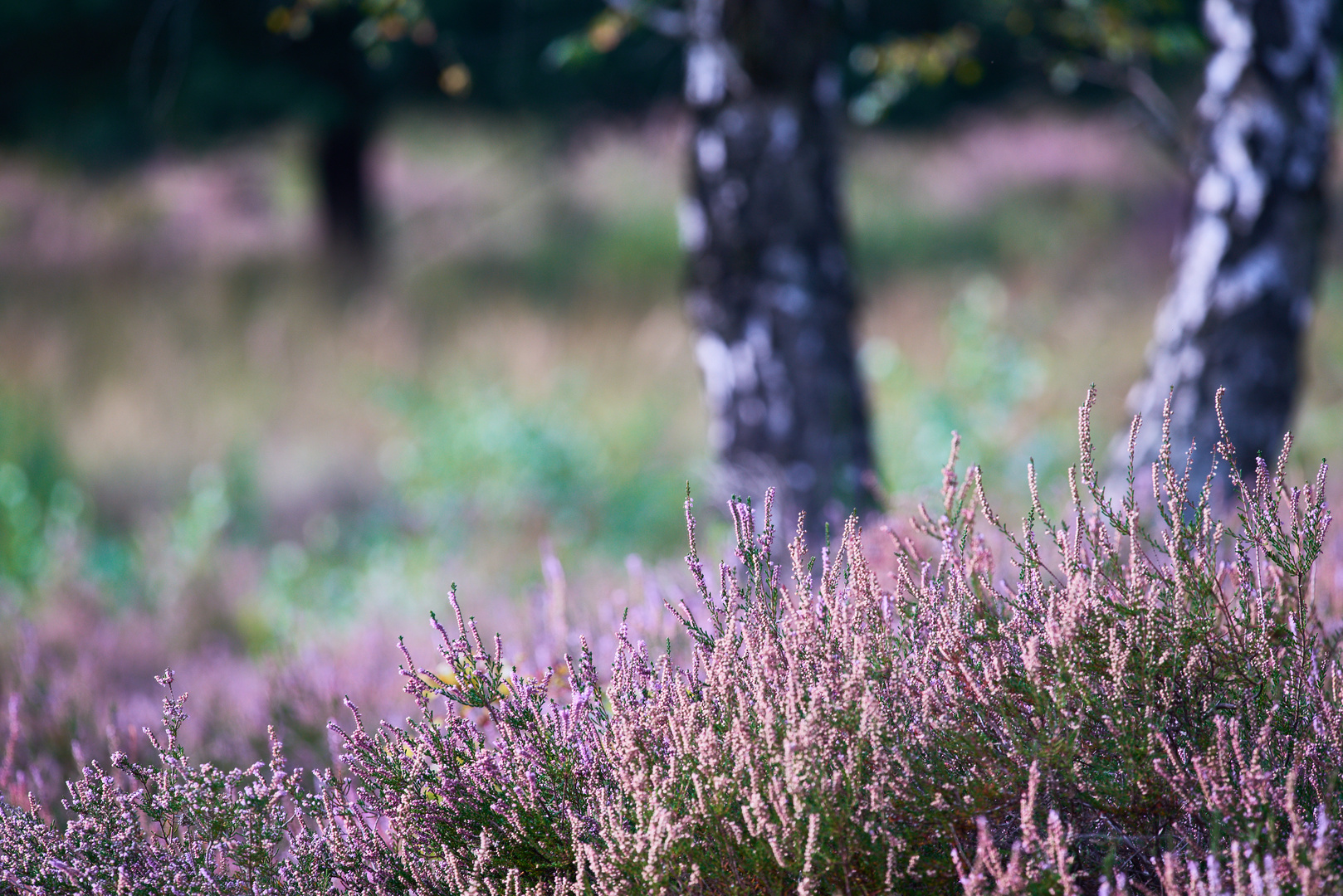 Die Heide blüht