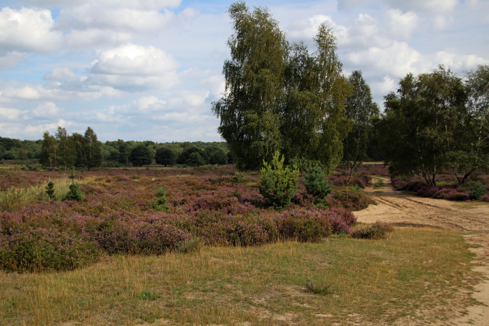 Die Heide blüht