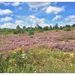 die Heide blüht