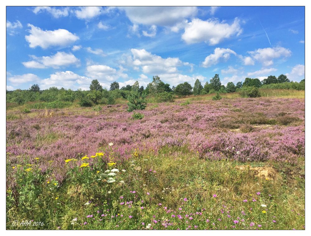 die Heide blüht