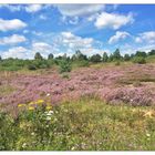 die Heide blüht