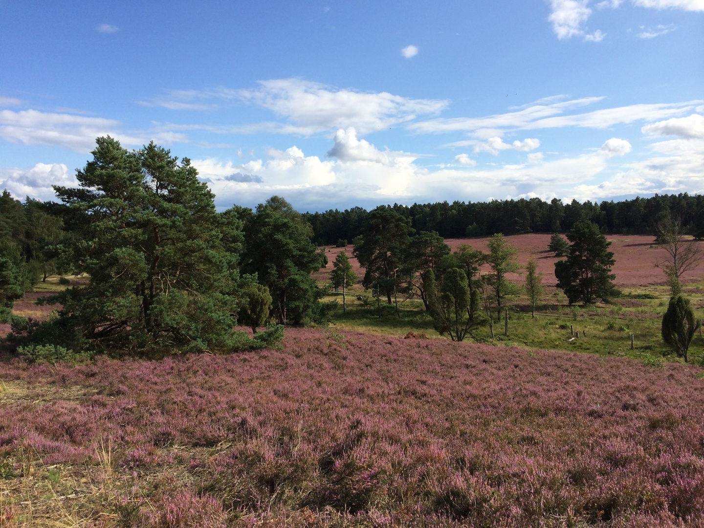 die Heide blüht