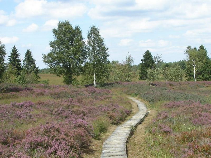 Die Heide blüht