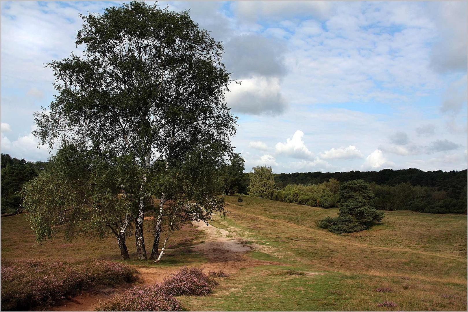 Die Heide blüht