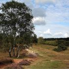 Die Heide blüht