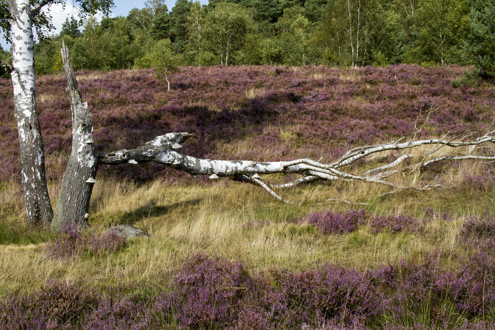 Die Heide blüht