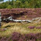 Die Heide blüht