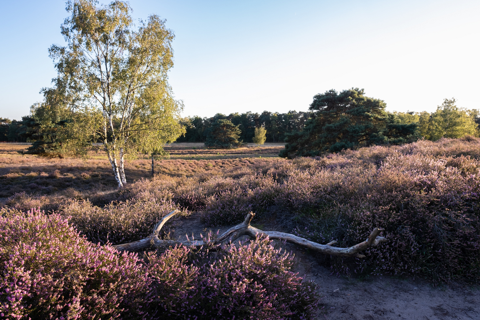 die Heide blüht