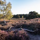 die Heide blüht