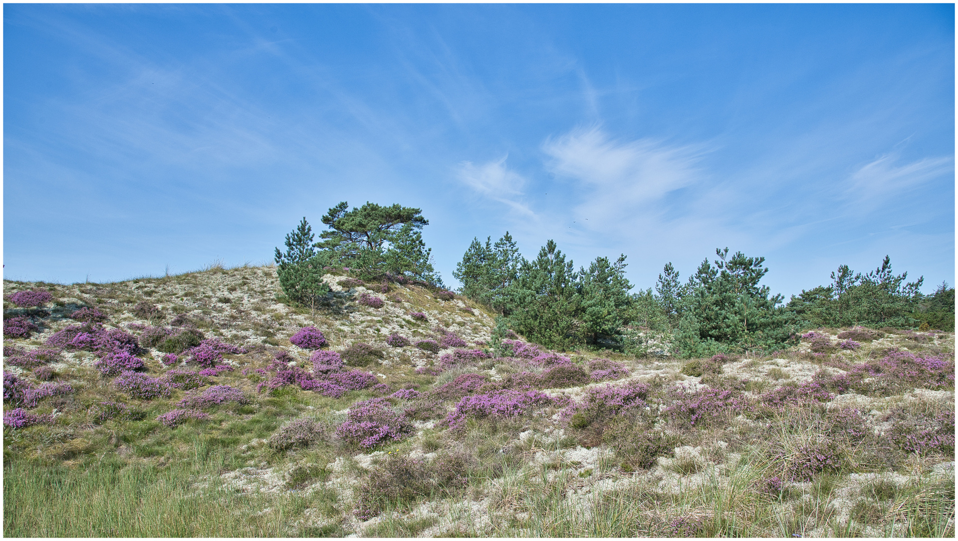 die Heide blüht