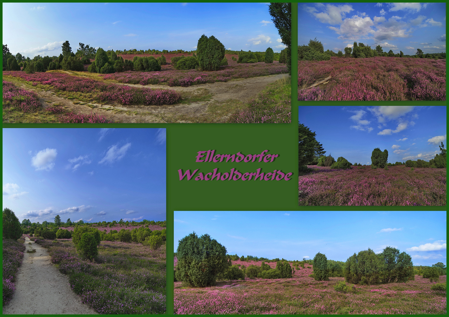 Die Heide blüht